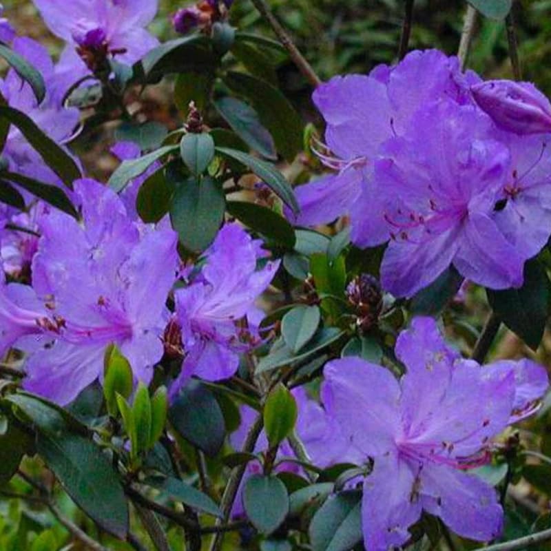 Blue Rhododendron Plant Live, Azalea Plants, Rhododendron Azalea Bushes Ready to Plant, Full Sun Outdoor Plants