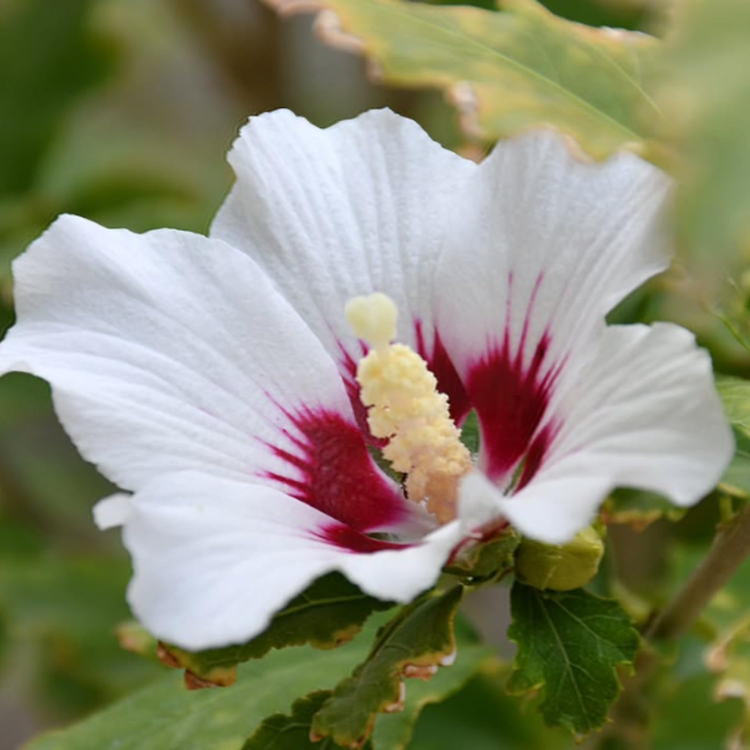 Rose of Sharon Plant Live, Red White Rose of Sharon Live Plant, Hardy Hibiscus Flowering 2-6'' Tall, Outdoor Growing