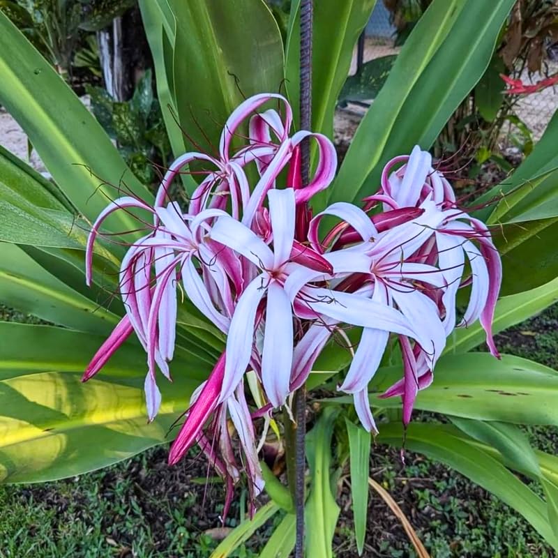 Pink Queen Lily Plant Live, Tropical Flowering Plant, Vibrant Lilies Flowers 2-2.5 Feet Tall, Outdoor Garden Growing