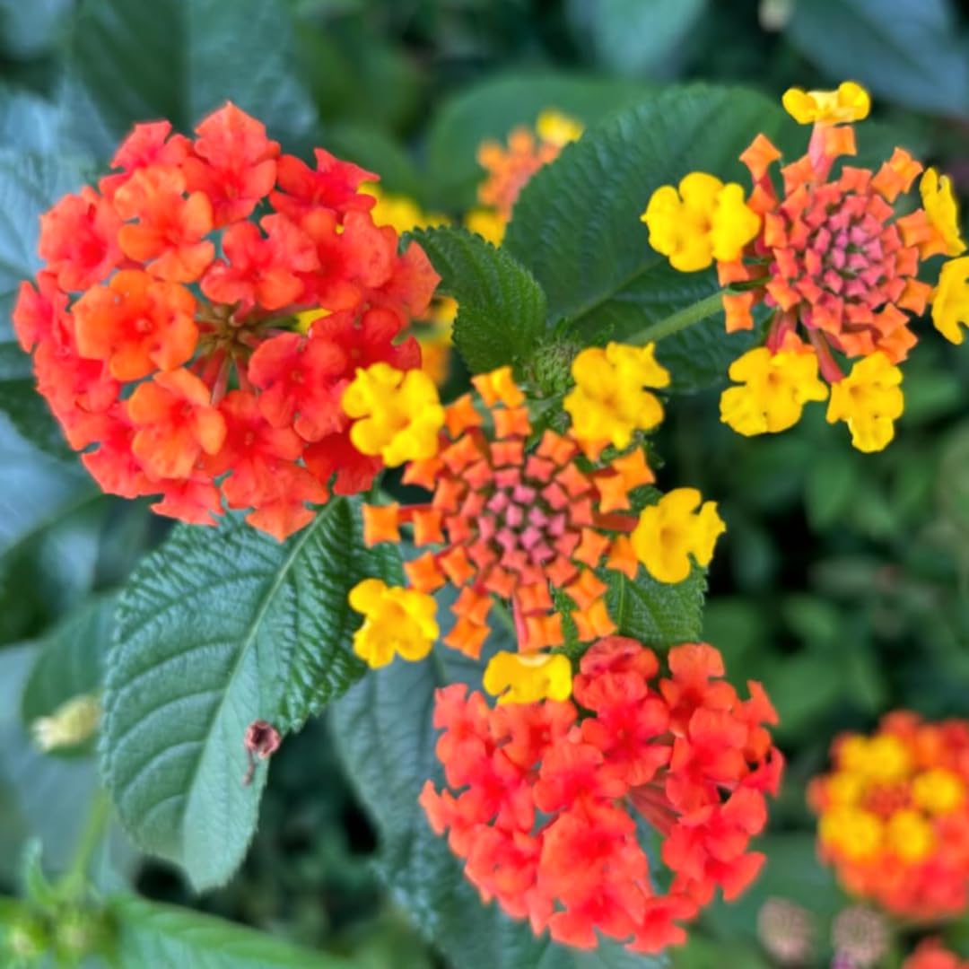 3 Lantana Plants Live, Red Lantana Live Plants for Planting Outdoors, Perennial Flower Plant 4 to 8 Inches Long, Gardening Growing