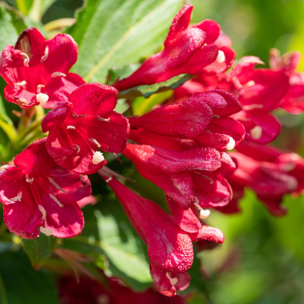 Red Weigela Plant Live, Weigela Flower Shrubs in Quart Pot for Outdoor Planting, Dormant in Winter