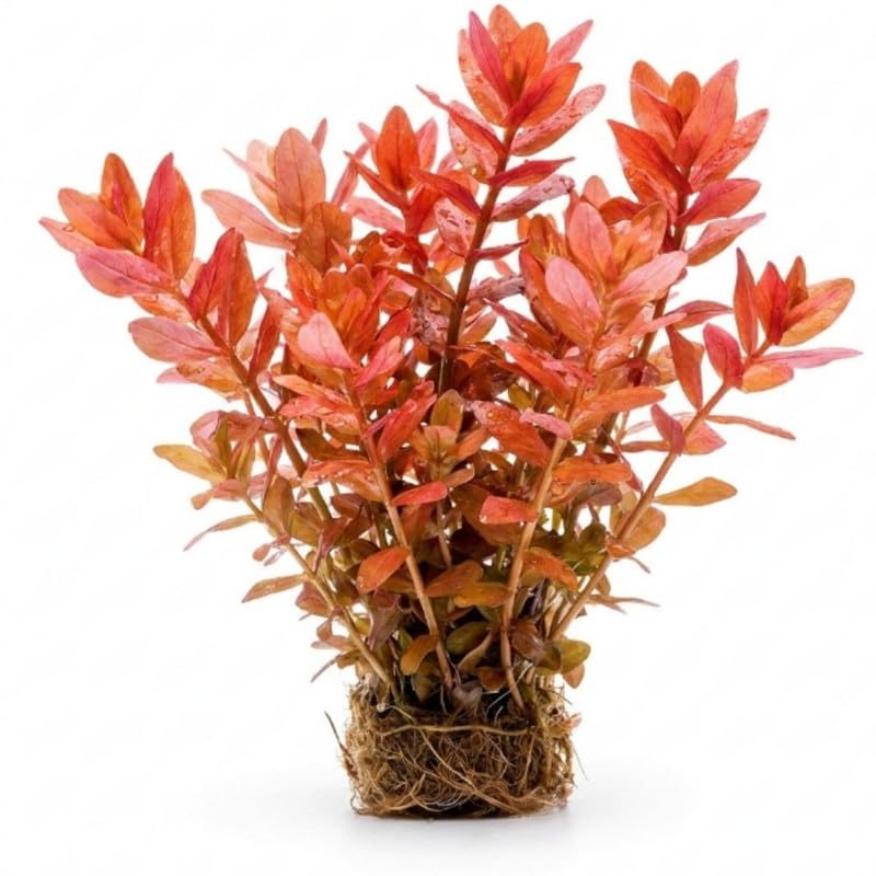 Red Rotala Plant Stems, Live Aquarium Plant - 1 Clump Bundle