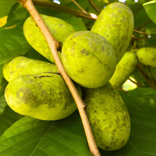 2 Common Pawpaw Trees Live Plants Starters, Paw Paw Plant, Asimina Triloba 6-12 Inches Tall, Hardy Fruit Trees for Home Gardens
