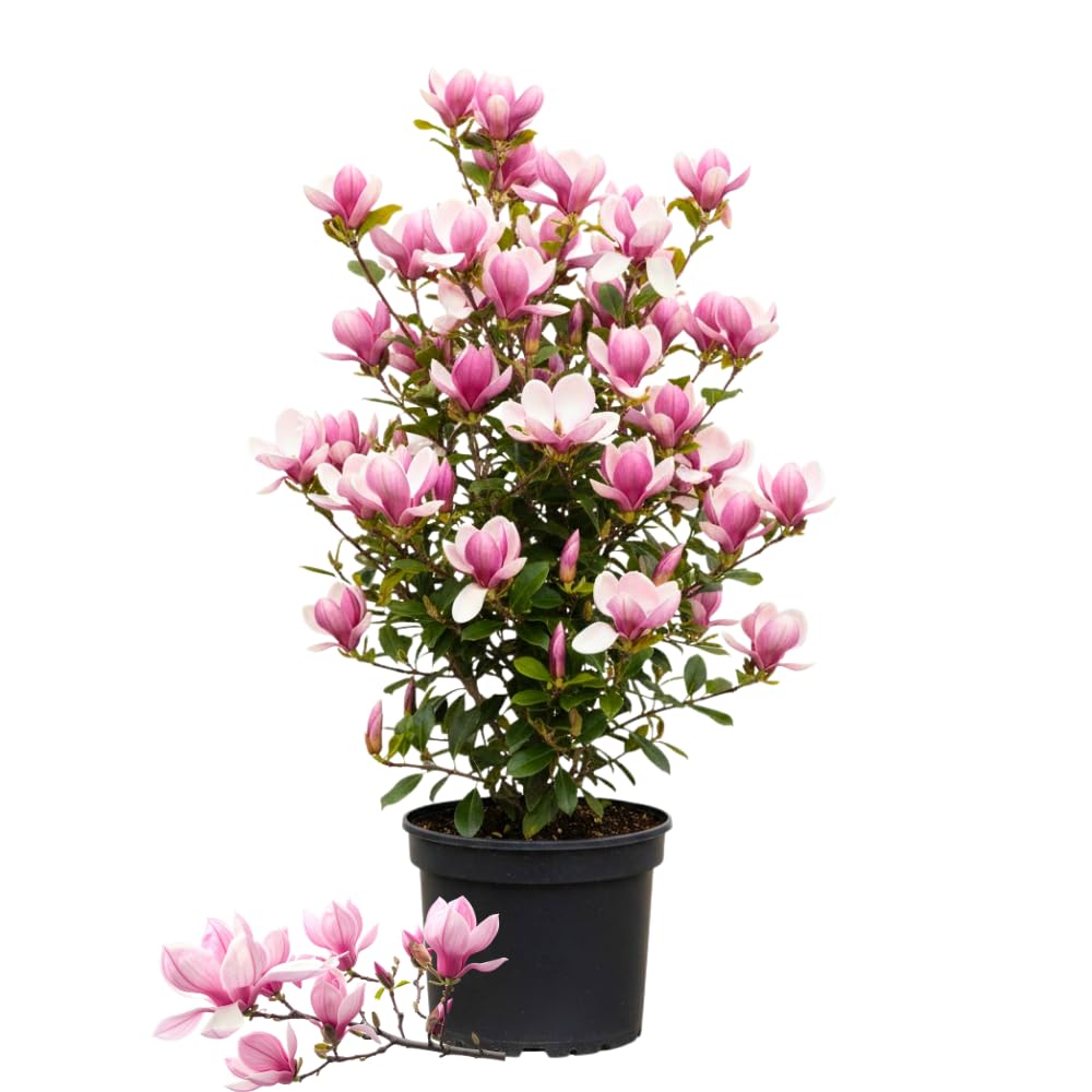 Jane Magnolia Trees Live Plants, Magnolia Tree Live, 3 Gallon Pot, 3 Feet Tall, Pink Magnolia Flowers Tree for Outdoor Garden, Landscaping, No Ship to CA