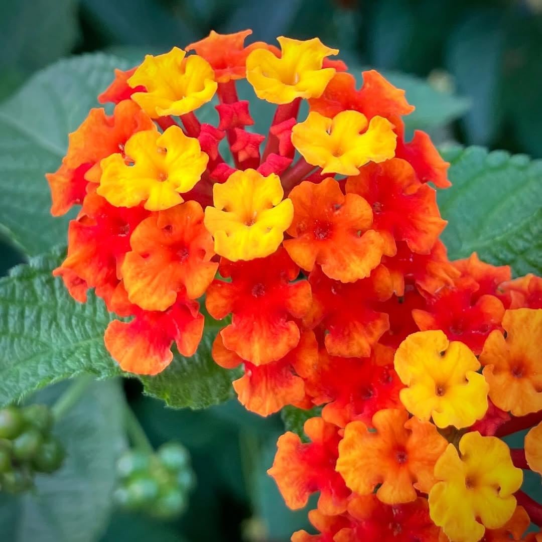 2 Red Lantana Plants Live, 5 to 7 Inches Tall, Lantana Live Plants for Planting Outdoors, Perennial Flower Plant
