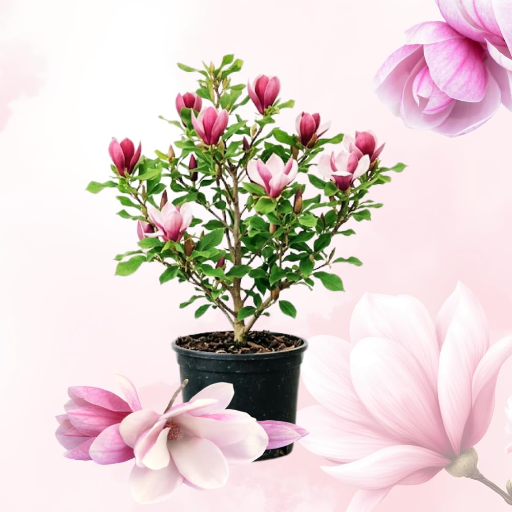 Jane Magnolia Trees Live Plant, Fragrant Magnolia Plants Live in 3 Gallon Pot, Vibrant Purple Flowers for Spring Blooms, 2 to 3 Feet Tall, No Ship to CA