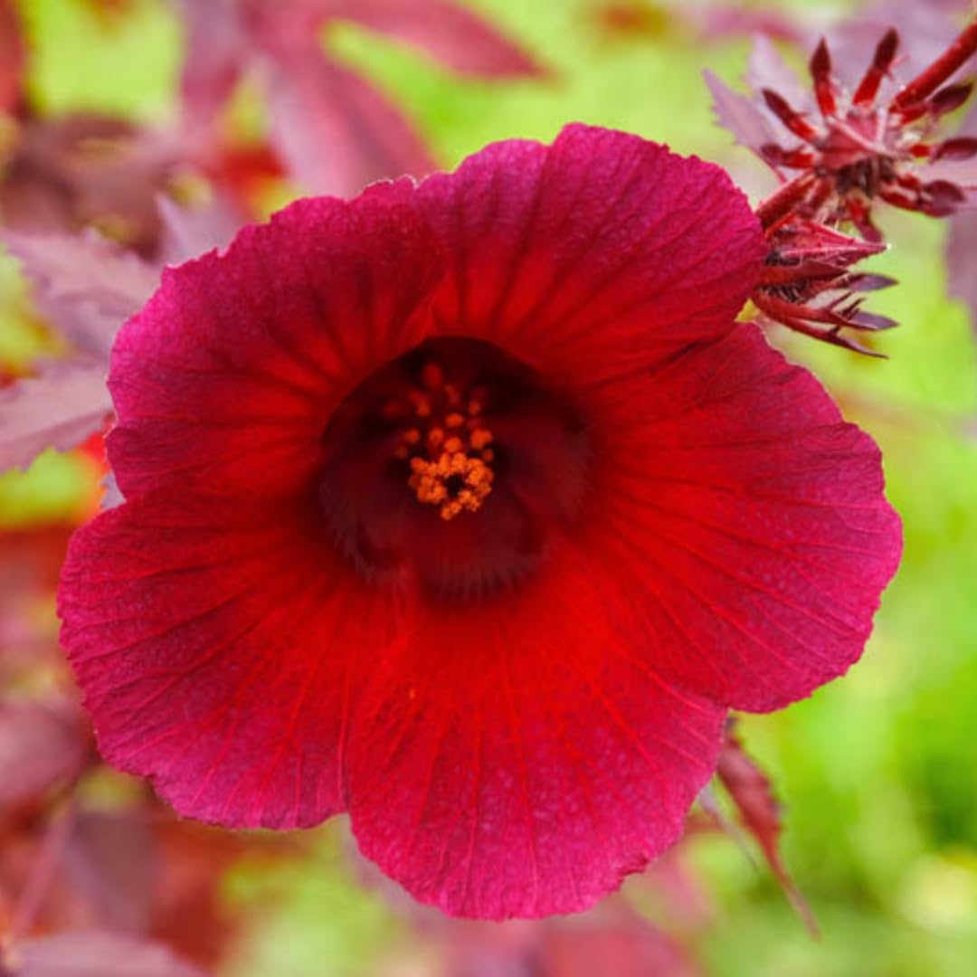 Set 2 Cranberry Hibiscus Tree Live Plant for Outdoor Planting, Well-Rooted, 4-7 Inches Tall