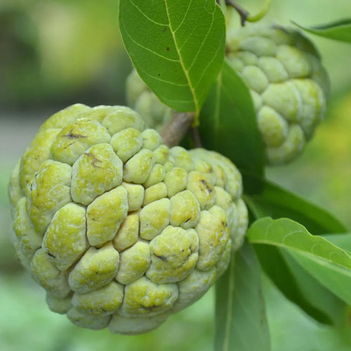 20 Sugar Apple Seeds for Planting, Annona Squamosa Tropical Fruit Seeds to Grow