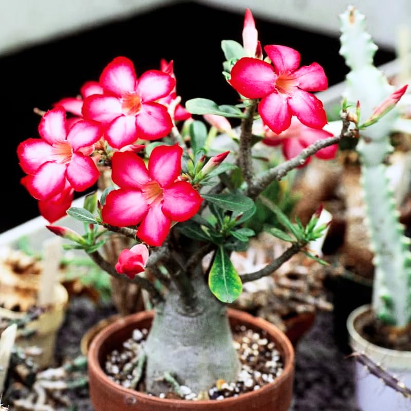 Pink Desert Rose Plant Live, Adenium Obesum Desert Rose Succulent Live Plant, 4-8 Inches Tall, Flowering Cactus