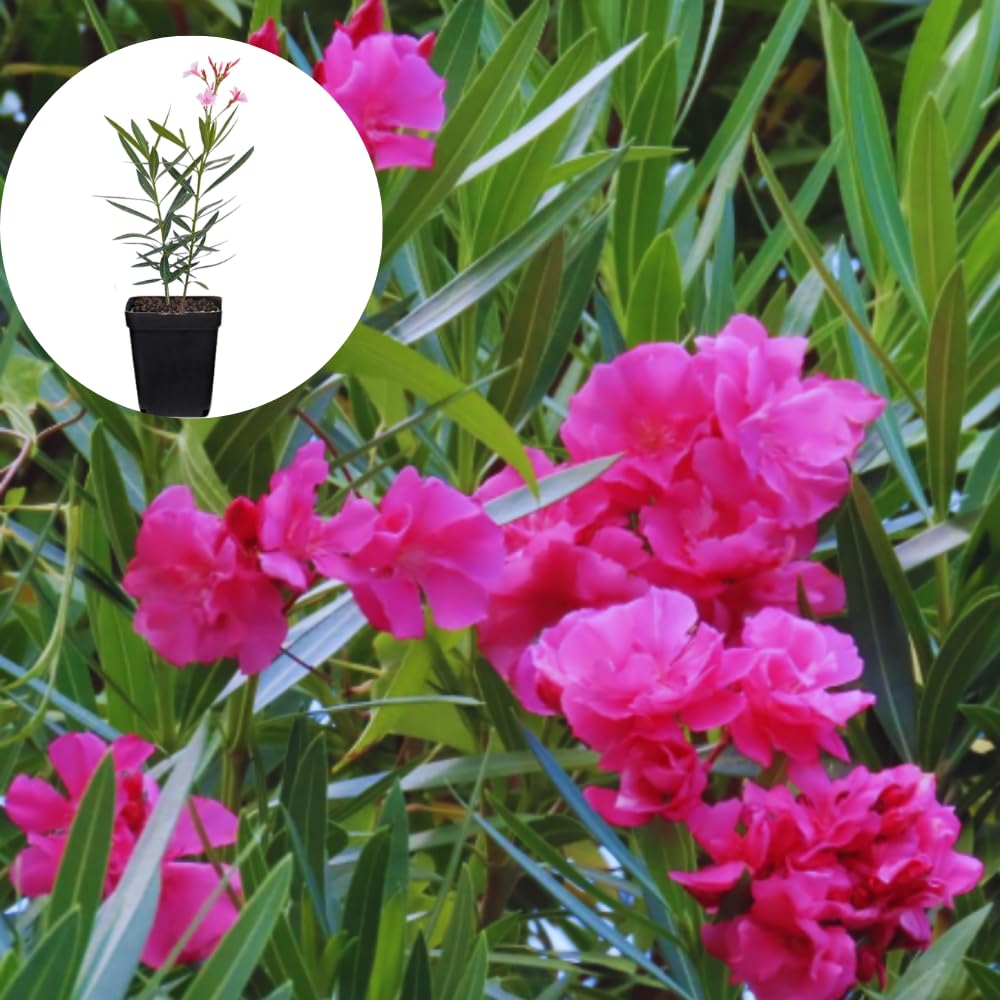 Pink Oleander Plants Live, 3 Live Plants, Fragrant Oleander Plant, 5 to 7 Inches Long