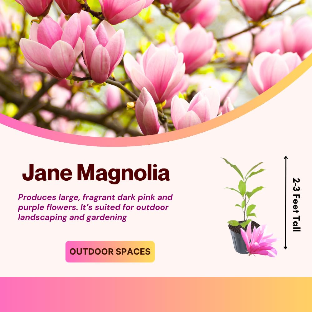 Jane Magnolia Live Plant, Fragrant Pink Magnolia Shrubs in 3 Gallon Pot, Cold Hardy, 2 to 3 Feet Height, No Ship to CA