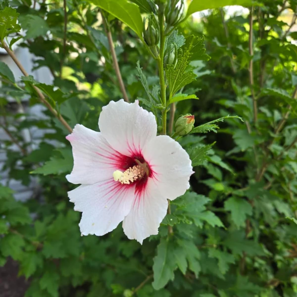 White Rose of Sharon Live Plant, 6-12" Tall Althea Hibiscus Plants in Quart Pot, Perennial Hardy Hibiscus Plant Bush for Outdoors Garden, Dormant in Winter