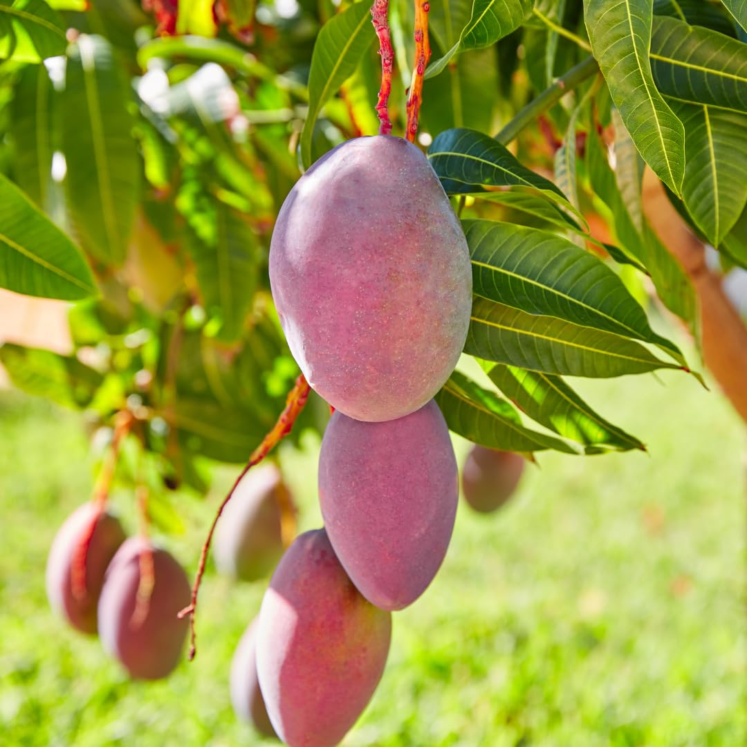 Mango Tree Live Plant, Sweet Mango Plant, Tropical Fruit Tree in 3 Gallon Pot for Outdoor Planting (Red Mango)