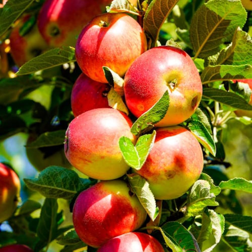 Apple Plant Live, Sweet Apple Plant in 3 Gal, 3-4 Feet Tall, Apple Fruit Tree Outdoor Garden, No Ship to CA (Red Apple)