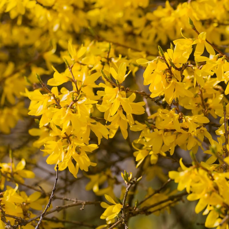 Forsythia Plant, 6-12 Inch Tall, Quart Pot, Yellow Lynwood Forsythia Bush Live Plant, Hardy Perennial Flowering Shrub, Dormant in Winter