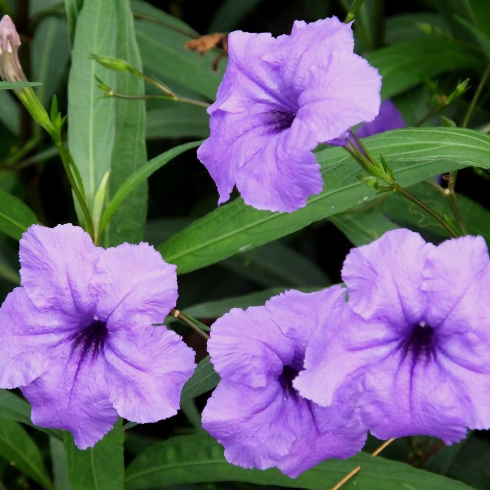 6 Mexican Petunia Live Plants, Vibrant, Low-Maintenance Perennial Flowers, 4-7 Inches, Garden or Containers Growing (Dwarf Purple Blue)