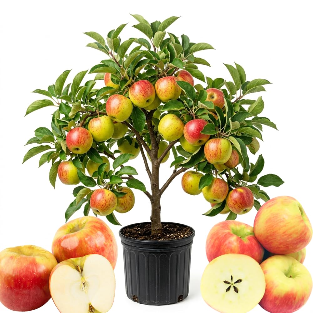 Apple Plant Live, Sweet Apple Plant in 3 Gal, 3-4 Feet Tall, Apple Fruit Tree Outdoor Garden, No Ship to CA (Red Apple)