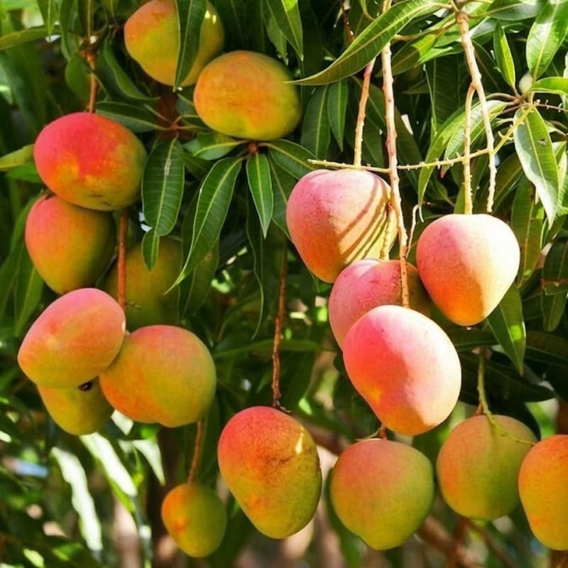 Mango Tree Plant for Planting Outdoor 2-3ft Tall, 3 Gallon Pot, Mango Tree, 2 Years Old Ready to Bear Fruit, No Ship to CA