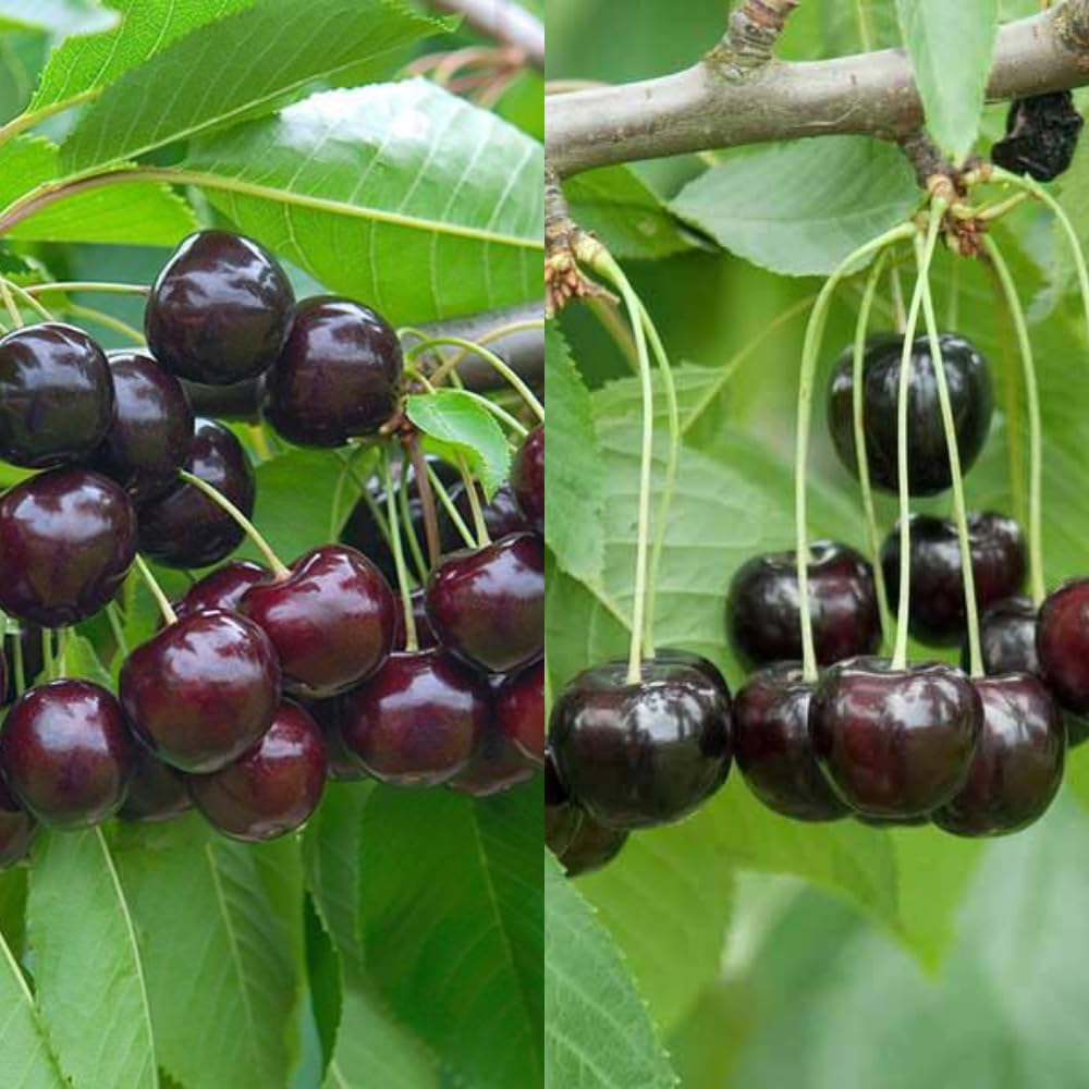 Black Cherry Trees Live Plants 1 Year Old, Bare Roots 1.5-2 Feet in Tall, Dormant Hardy Cherry Fruit Sweet, Shade Tree for Outdoor Planting