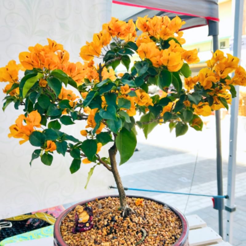 3 Gold Bougainvillea Plants Live, 4-8” Tall Well-Rooted Bougainvillea Vine Flower Plants, Tropical Climbing Plants, No Pot