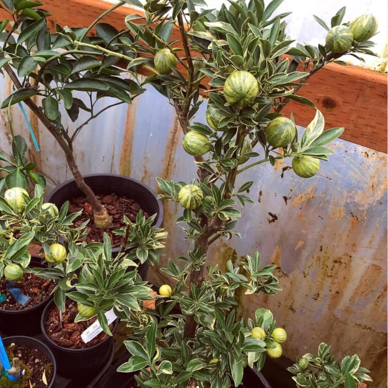 Variegated Kumquat Live Tree in 3 Gallon Pot, Citrus Fruit Plant 1–3 Ft Tall, Ideal for Patio Growing, No Ship to CA