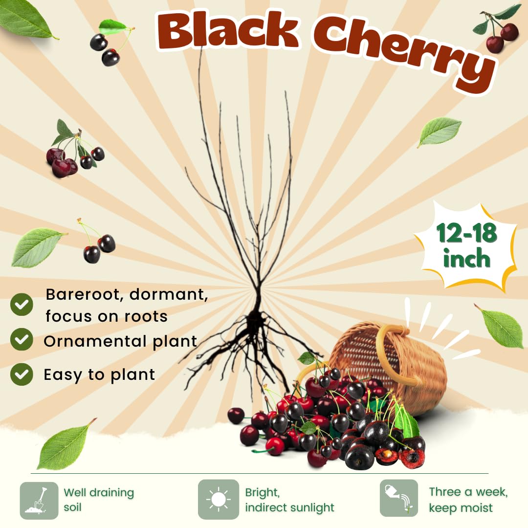 2 Black Cherry Trees Live Plants, 1-1.5 Feet Tall, Bare Root Dormant Sweet Cherry Fruit Trees for Outdoor Planting, Cold Hardy