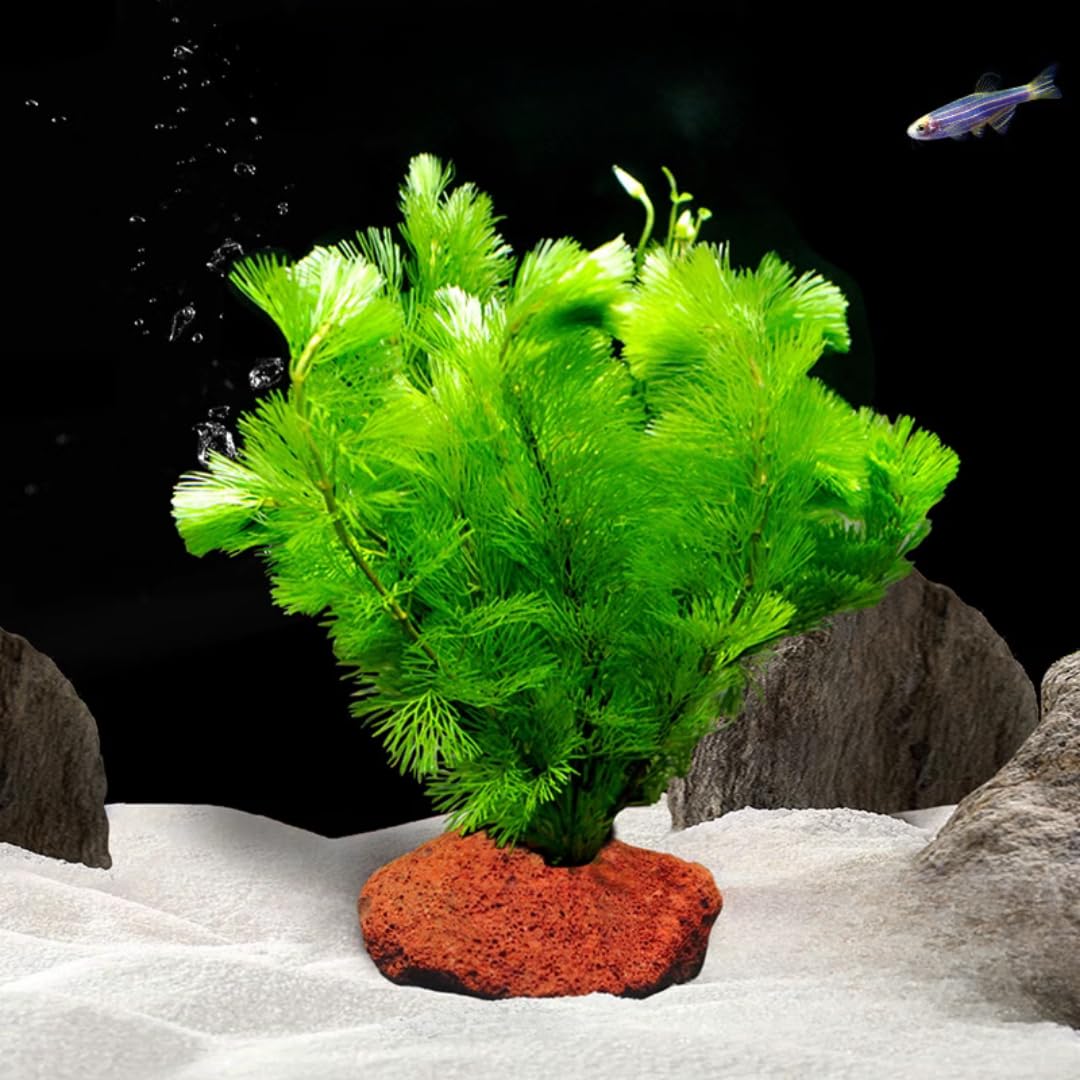 Green Cabomba Plants, Cabomba Aquarium Plants Live, 14 Stems, Live Aquarium Plants from 4 to 7 Inches Tall, Live Cabomba Plant Aquatic Freshwwater Plant Live
