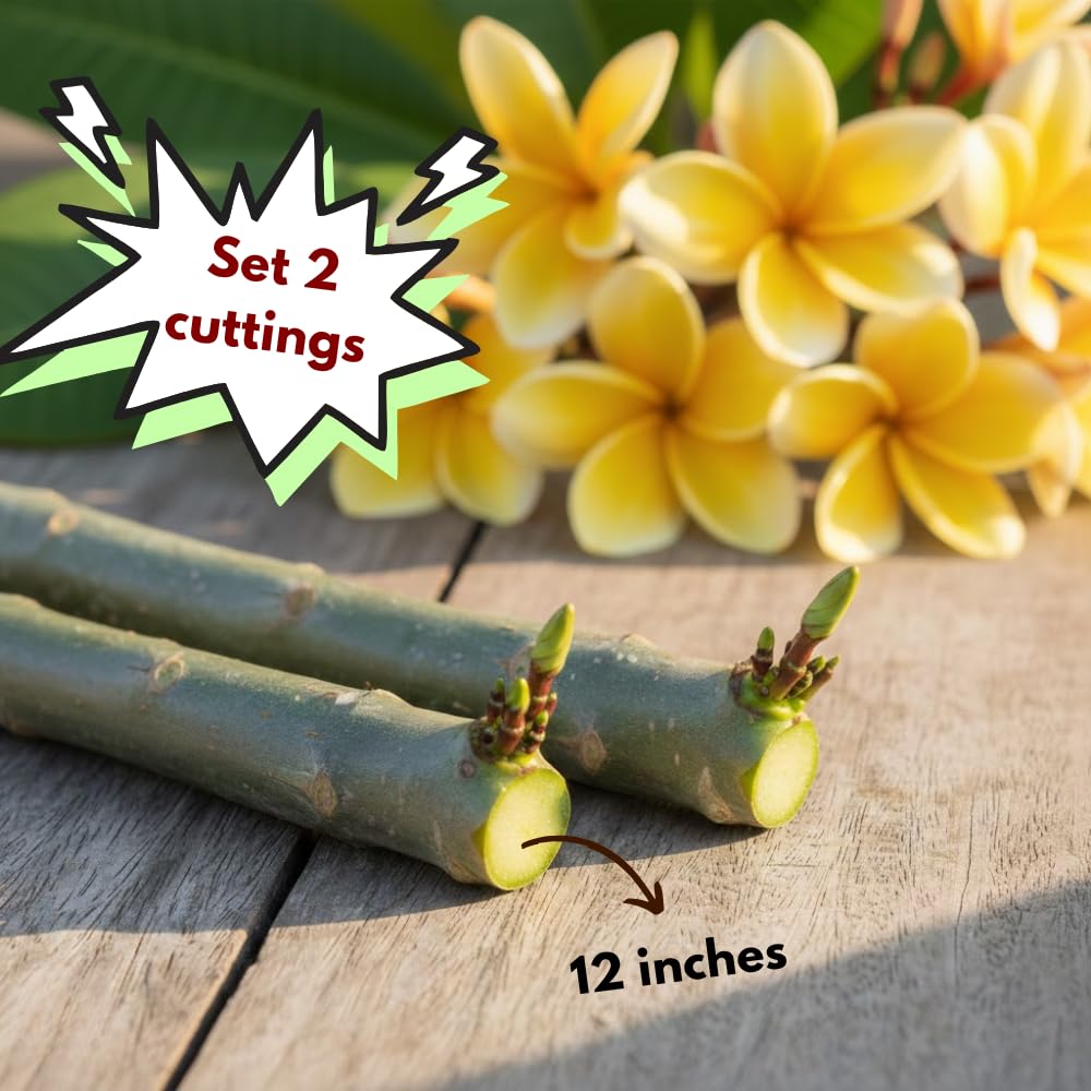 Pack 2 Rare Yellow Plumeria Plant Cutting, White and Yellow Fragrant Flowers, 10-12 Inches Long Cutting, Ready for Planting