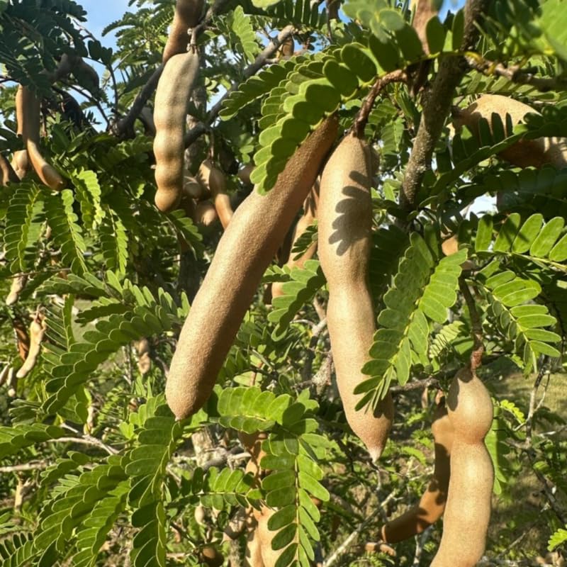 Tamarind Live Plant for Garden Use, 2-3 Ft Tall Tree in 3 Gallon Pot, Tropical Fruit Bearing Plant for Outdoor Patio Spaces, No Ship to CA