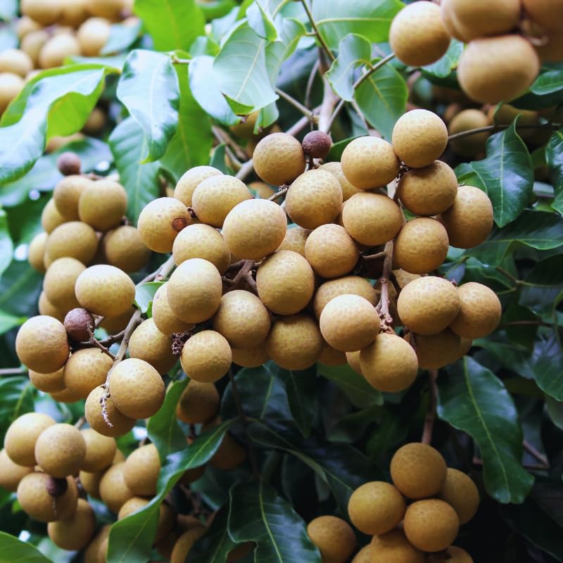 Longan Tree Live Plant, 2 to 3 Feet in Height, Sweet Longan Fruit Plant for Planting Outdoor