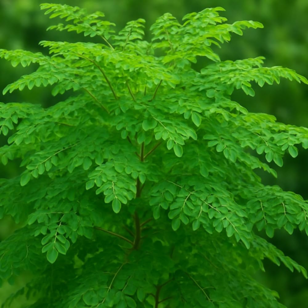 Moringa Tree Live Plant in 1 Gal Pot, 2 Feet Tall, Moringa Oleifera Herb, Fast Growing Indoor Outdoor Plants, Cold Hardy, No to CA