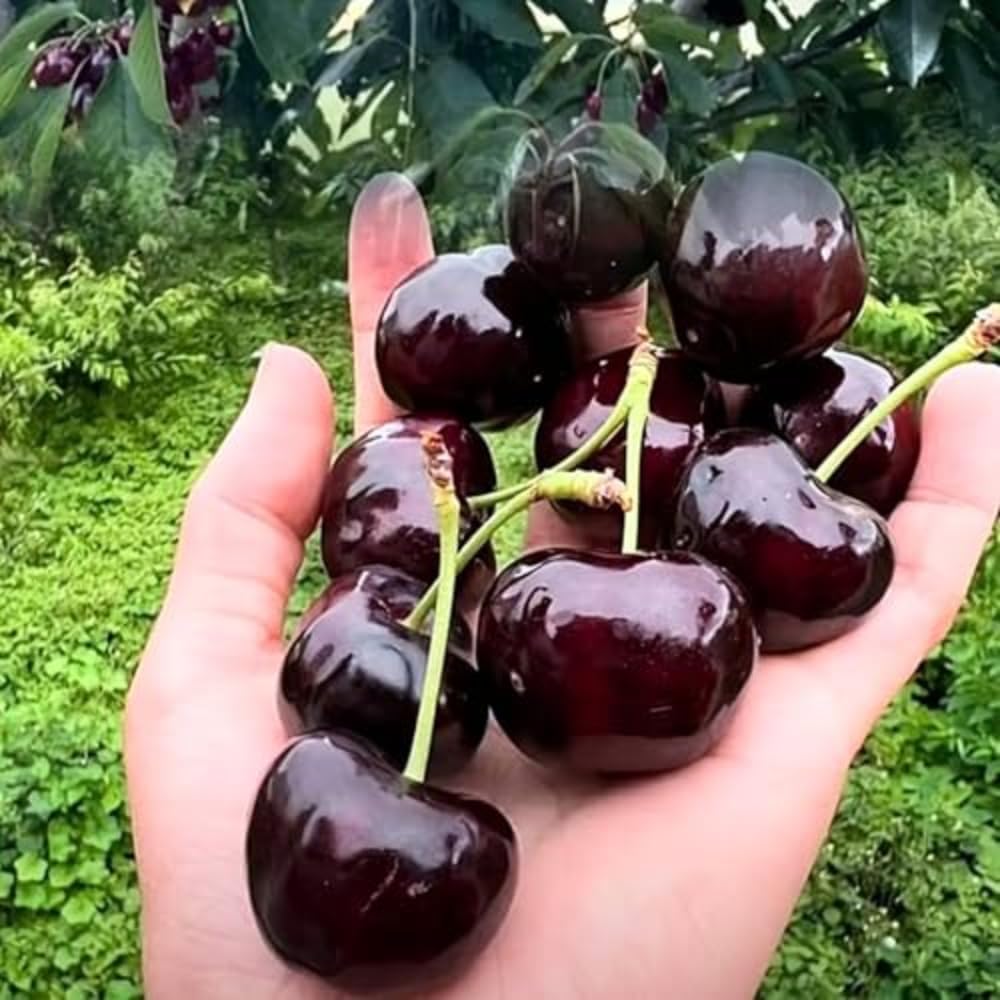 Black Cherry Trees Live Plants 1 Year Old, Bare Roots 1.5-2 Feet in Tall, Dormant Hardy Cherry Fruit Sweet, Shade Tree for Outdoor Planting
