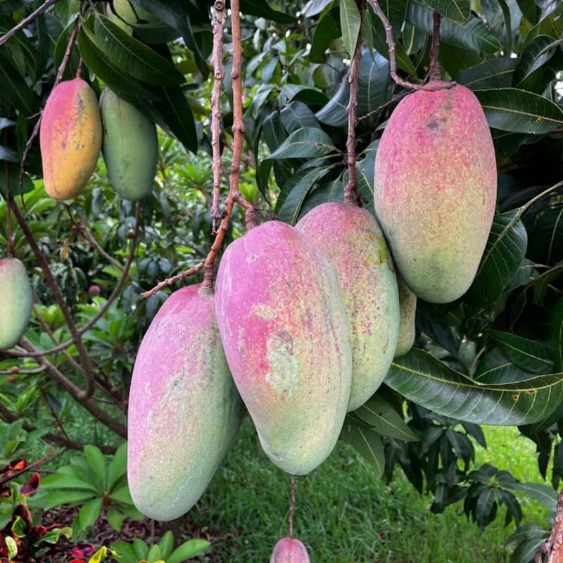 Sweet Large Mango Tree Live Plant, Fully Rooted in 3 Gallon Pot, Tropical Mango Fruit Tree for Indoor or Outdoor Growing