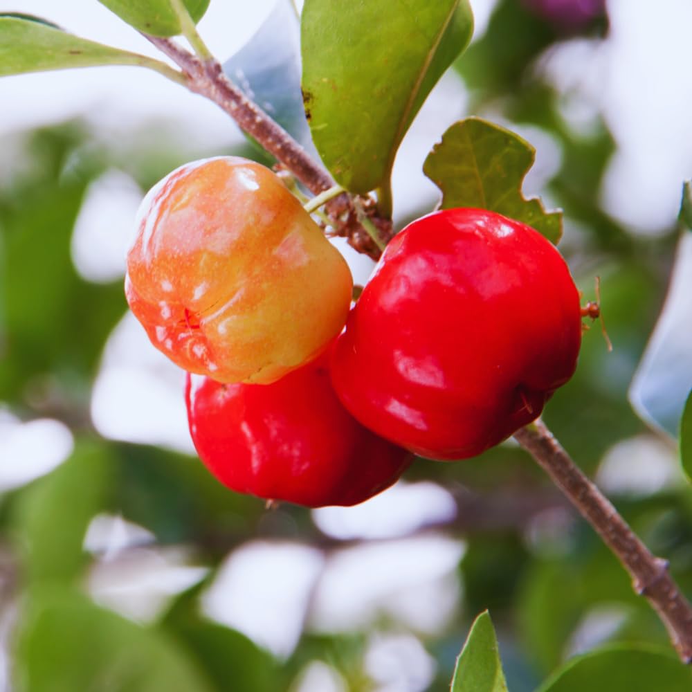 Set 2 Barbados Cherry Plants Live, Cold Hardy Cherry Tree Live Plant from 5 to 7'' Tall
