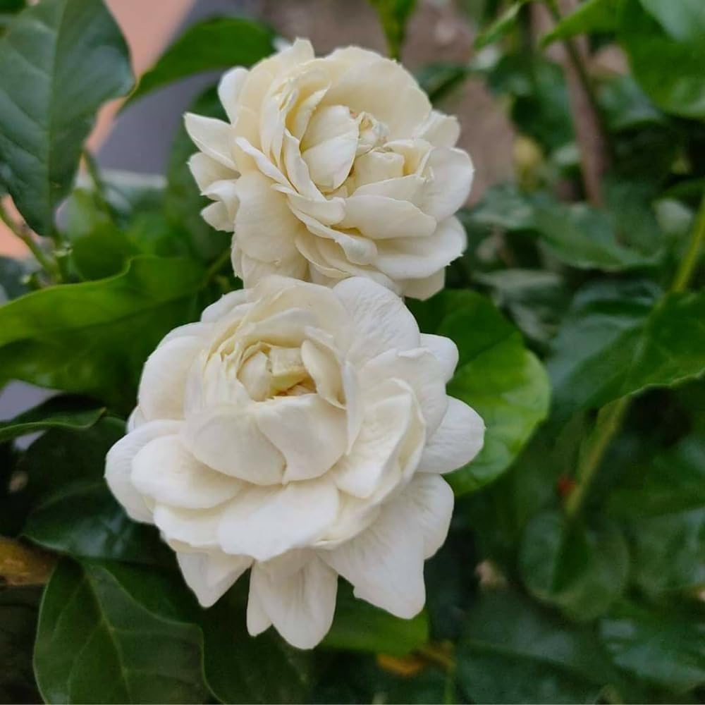 Live Grand Duke Jasmine Plant, 3 Gallon Pot, 1-2 Ft Tall, Jasmine Plant Live Potted, Fragrant Flower Bush for Indoor Outdoor Garden, No Ship to CA