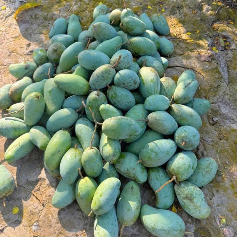 Dark Green Mango Tree Live Plant, 3 Gallon Pot, Mango Plant for Outdoor Garden Growing, No Ship to CA