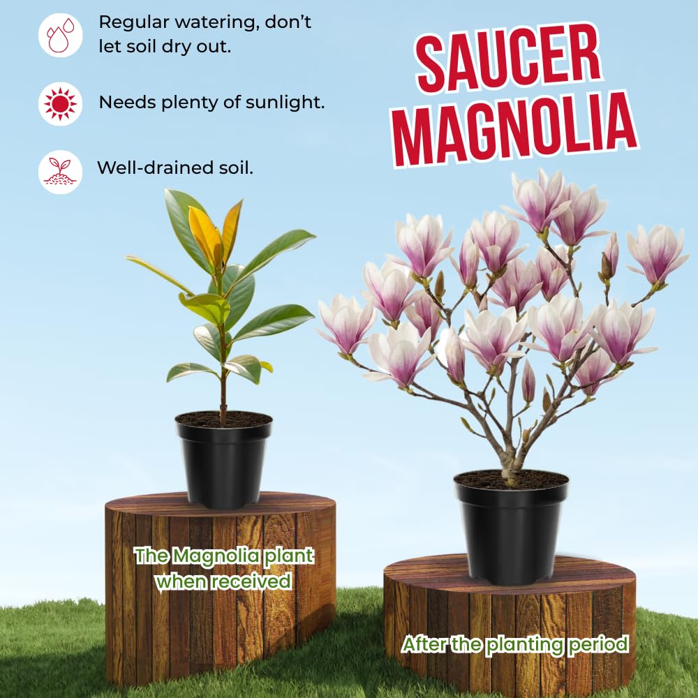 Saucer Magnolia Tree Live Plant in 4-8 Inches, Fragrant Spring Blooms, Hardy Perennial Magnolia Flowers Potted Ready to Grow, Winter Dormant