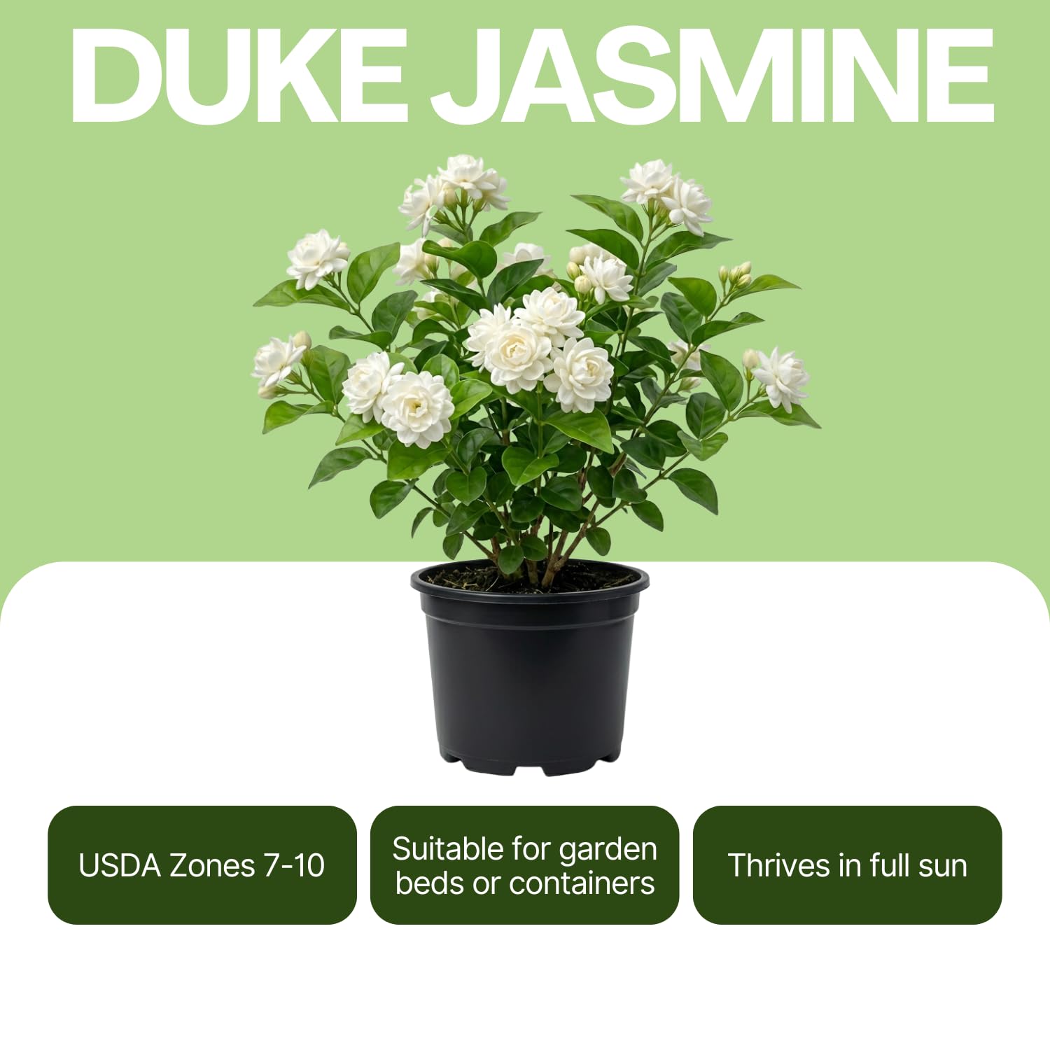 Live Duke Jasmine Vine Plant, Fragrant White Flowers, 2–3 Ft Height, 3 Gallon Pot, Outdoor Climbing Plant, No Ship to CA