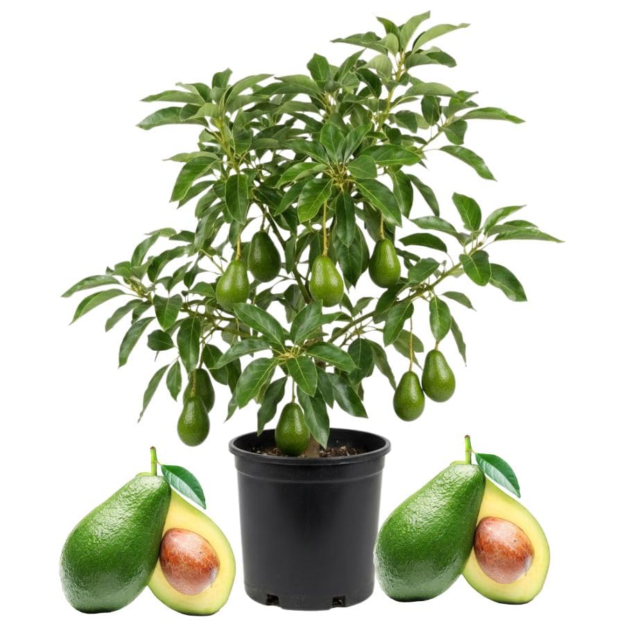 Grafted Avocado Fruit Plant 1.5-2.5 Feet Tall, Live Avocado Plant, Fruit Tree for Planting in Your Garden