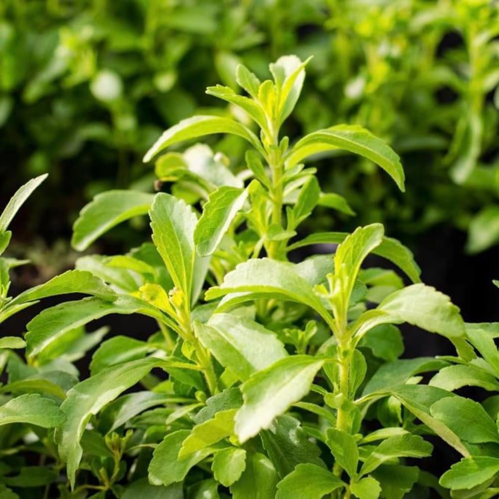 2 Stevia Plants Live Well Rooted in Plugs, Stevia Seedling Starter Plants, 4-6" Tall
