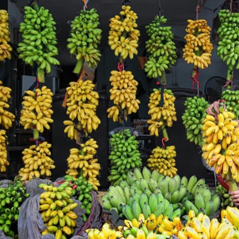 Rare Yellow Banana Plant Live for Planting, Banana Trees Live Plants for Outdoor Indoor Planting, Cold Hardy, 4-7" in Tall, No Pot, Musa Plant