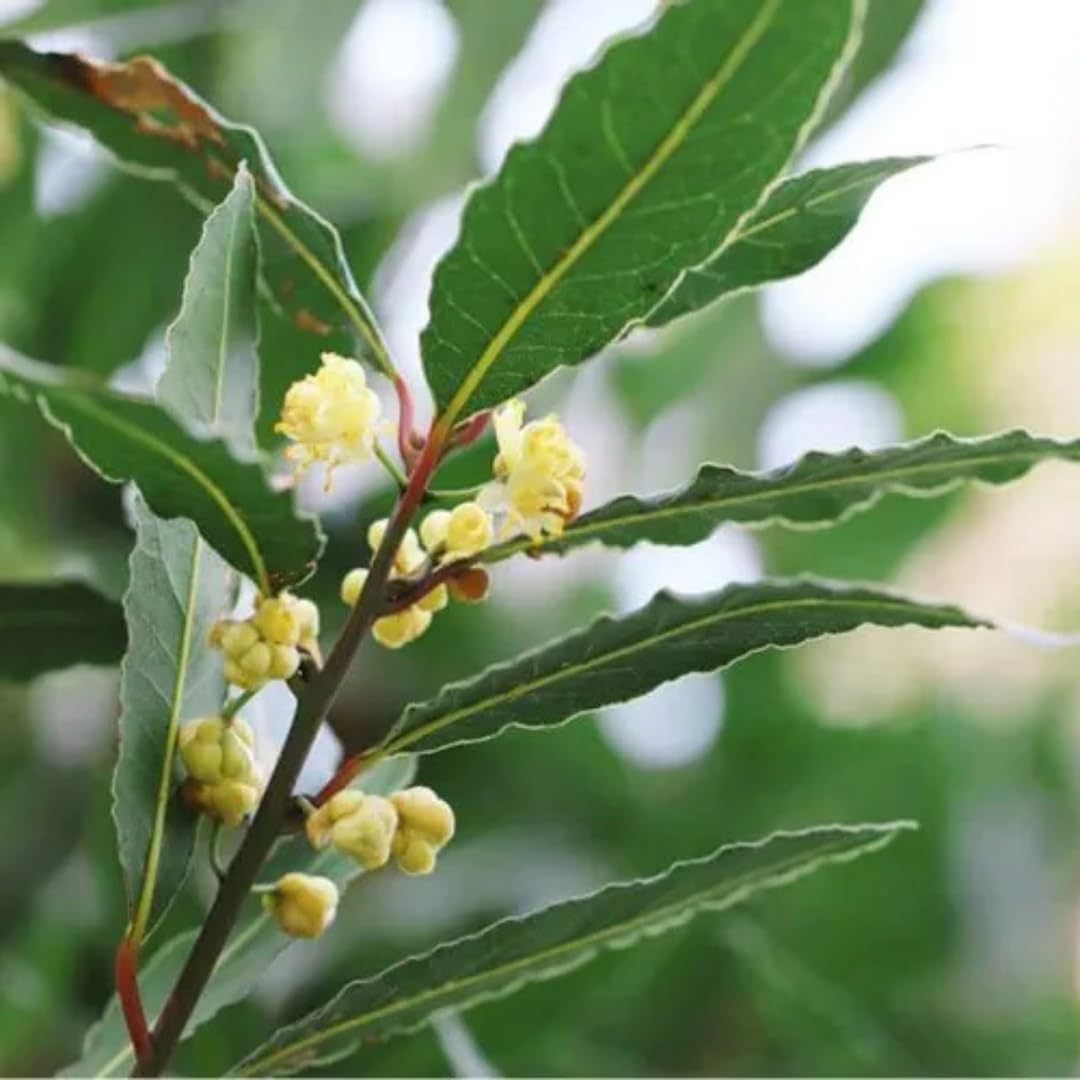 Bay Leaf Plant Live, Bay Laurel Tree Live Plant, Laurus Nobilis Sweet Bay Leaf Tree for Planting Indoor Outdoor