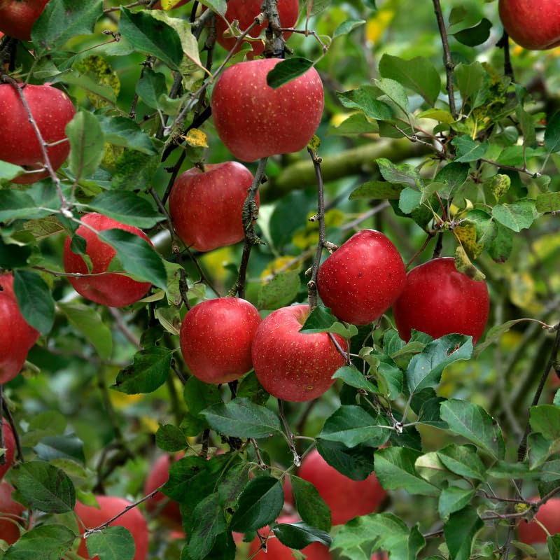Red Delicious Apple Tree Live Plant, 3 Feet Tall in 5 Gallon Pot, Ready to Bear Fruit, Spring Tree for Garden Orchard