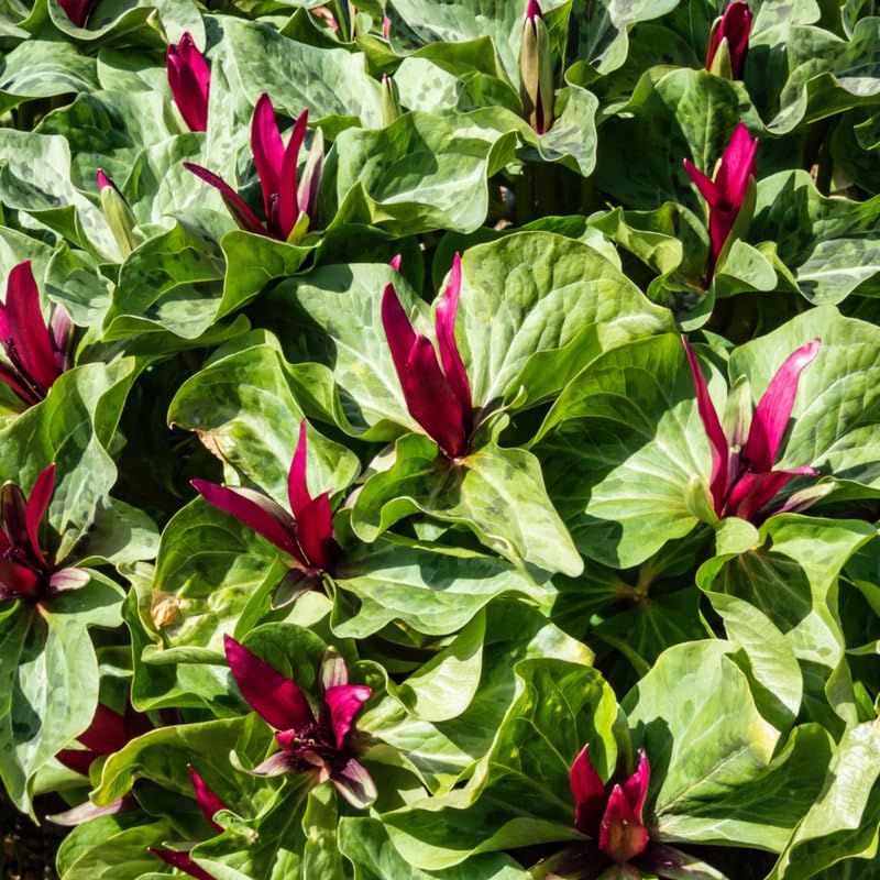 10 Red Trillium Bulbs for Planting, 3 to 5 Inches, Spring Flower Bulbs