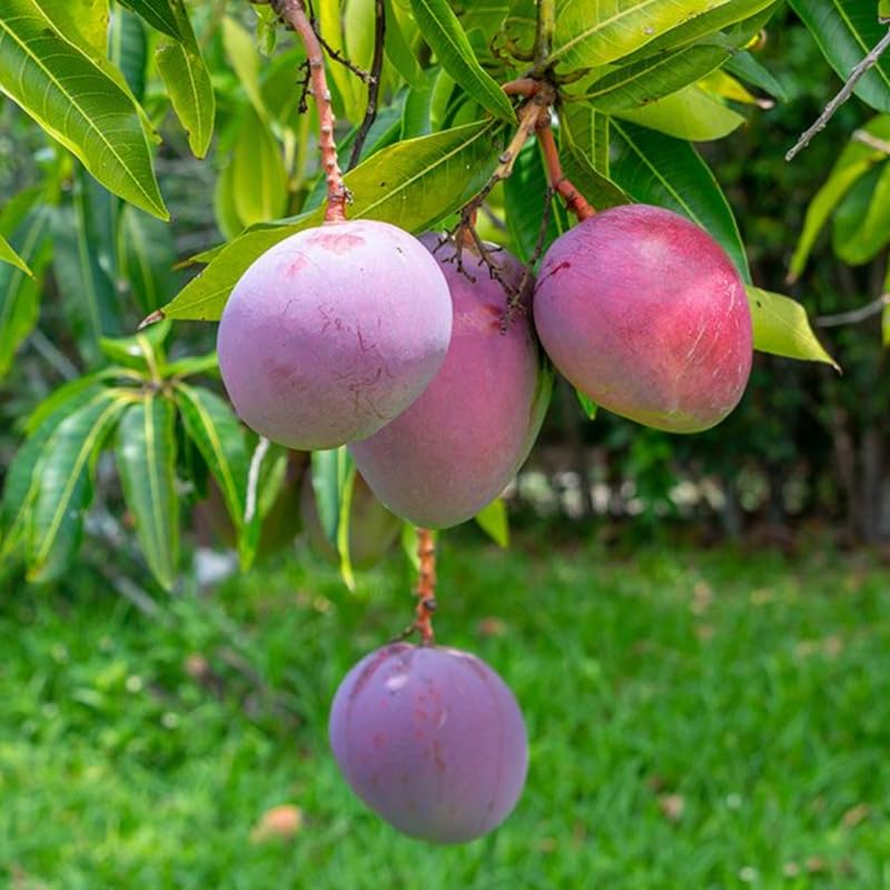Very Sweet Mango Tree Live Plant for Planting, Grafted Mango Plant in 3 Gallon Pot, Fast Growing Tropical Fruit Tree Seedlings