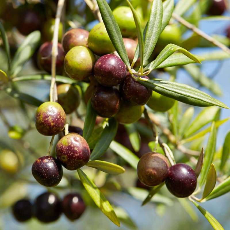 Olive Tree Live Plant, 3 Gallon - 2-3 Ft Tall Hardy Fruiting Olive Tree for Patios, Outdoor Garden, No Ship to CA