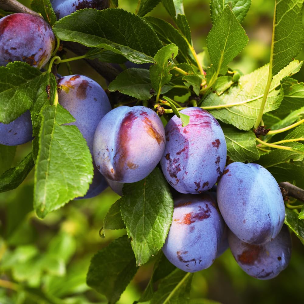 Sweet Purple Plum Plant, 6-14" Tall Hardy Purple Plum Fruit Trees, Bare Root, Dormnt, Easy Grow in Home Orchard
