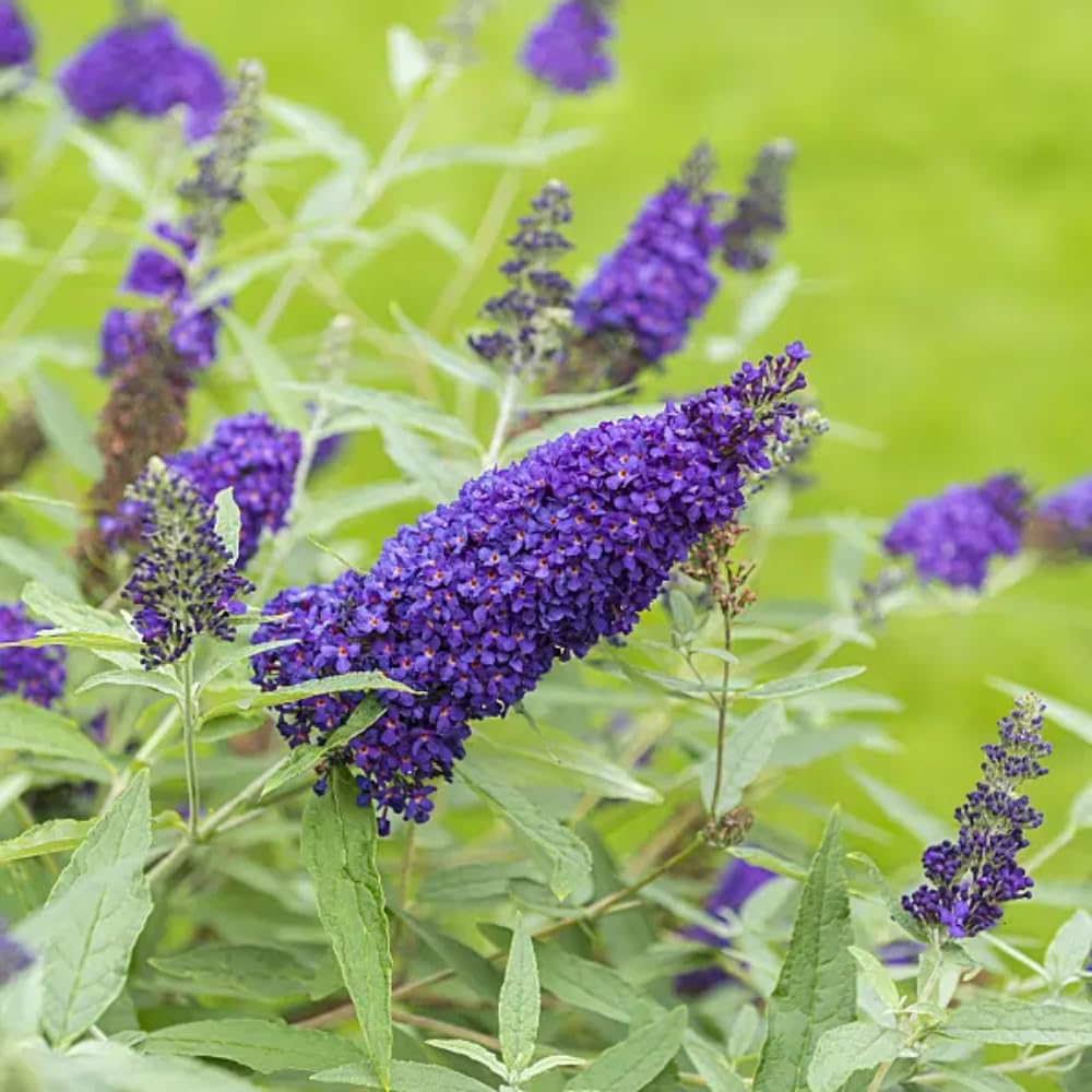 Purple Butterfly Bush Well Rooted 4-7 Inches, Butterfly Bushes Live Plants for Growing Indoor Outdoor