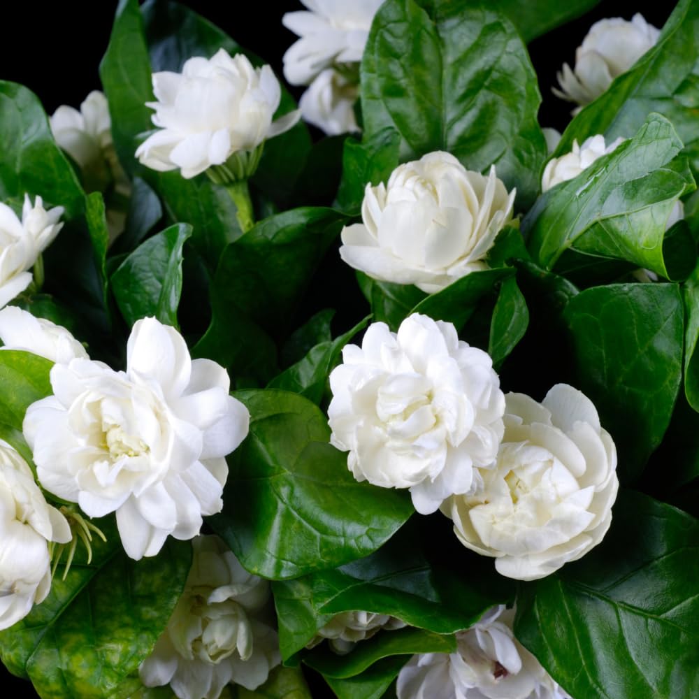 Jasmine Plant Live, 2-3 Feet Tall in 3 Gallon Pot, Jasmine Plant Live, Perennial White Flowers Plants for Growing, No Ship to CA (Duke Jasmine)