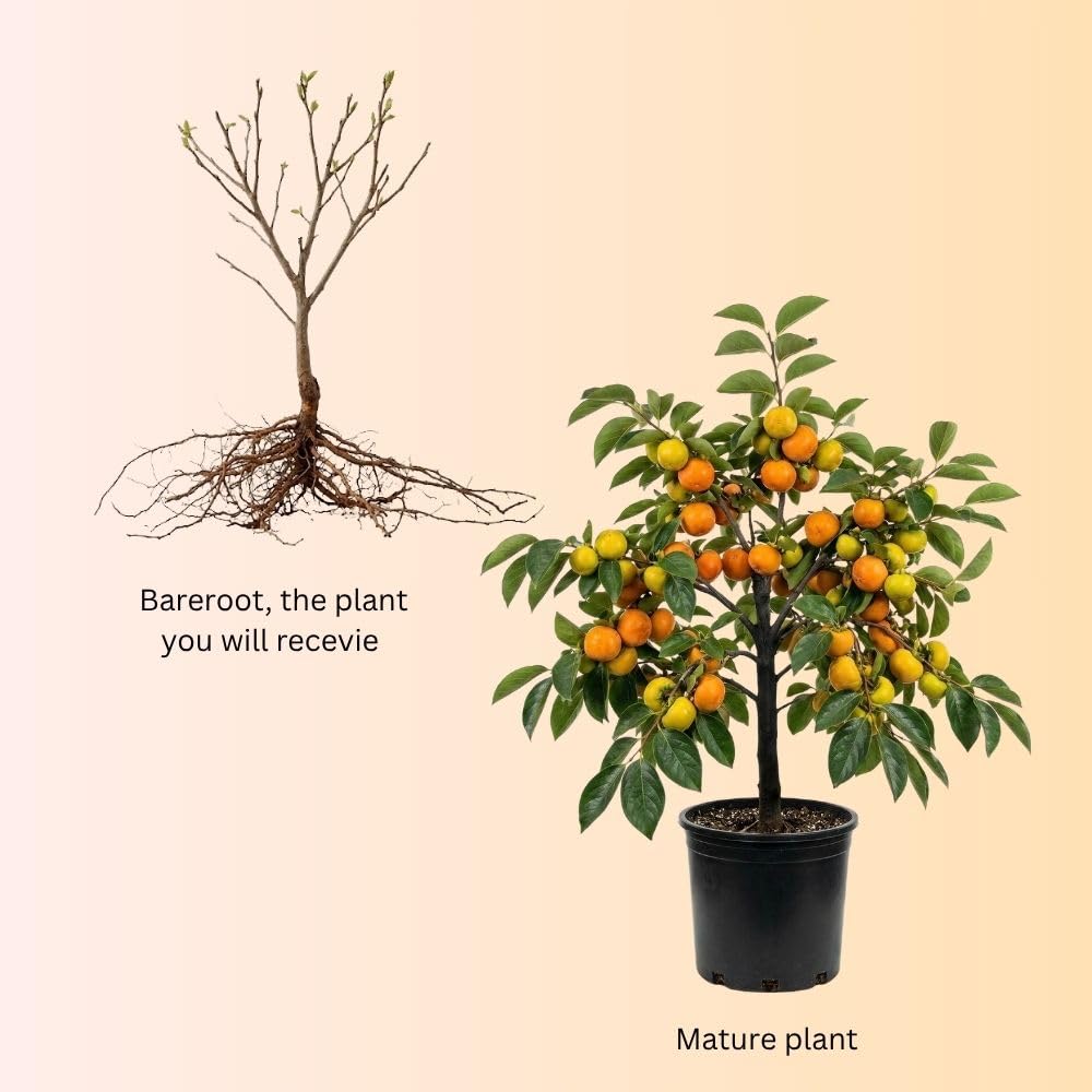 Live American Persimmon Plant Tree for Planting Outdoor, 6-10 Inches Tall, Quart Pot, Hardy Fruit Tree for Garden and Patio Growing, Potted Plants